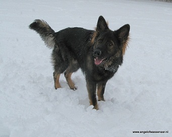 Odin geniet in de sneeuw